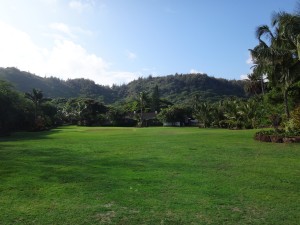 Loulu Palm III
